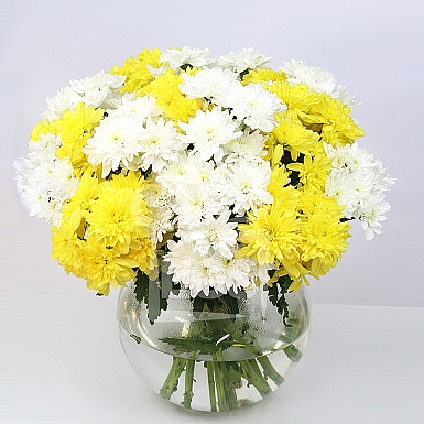 white and yellow Chrysanthemums